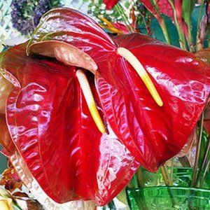 RED BEAUTY ~ 8" X 10" photo